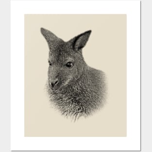 Kangaroo Posters and Art